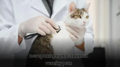 ветеринарная клиника vetcitypets